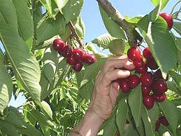 Cerises