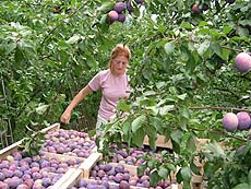 Prunes Reine-Claude